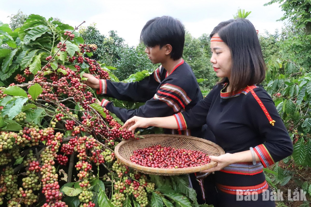 Đắk Lắk khát vọng trở thành khu vực phát triển hệ sinh thái nông nghiệp đa giá trị