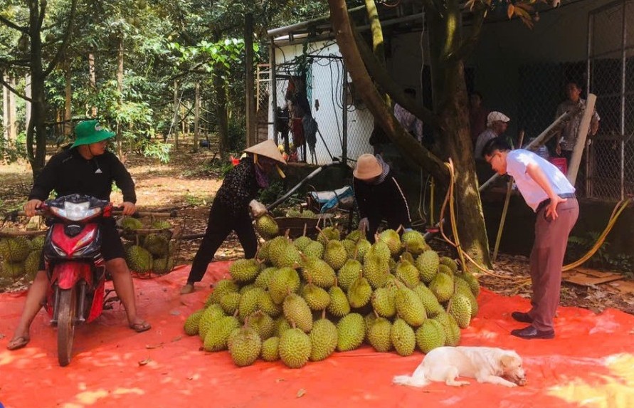 sau rieng dak lak truoc nguy co lo hen xuat khau do chua co ma so vu ng tro ng