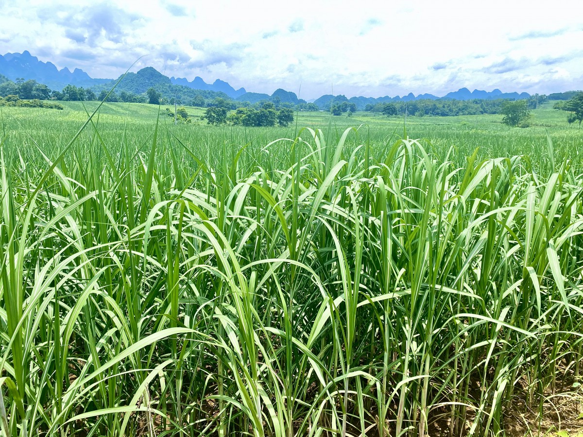 Xã Phục Hoà - Vùng đất biên cương giàu tiềm năng, khát vọng vươn lên