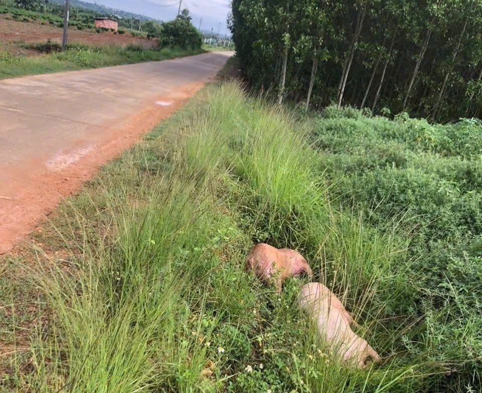 Đắk Lắk: Người dân bức xúc vì xe chở vứt xác chết heo nặng hơn 1 tạ bừa bãi ven đường