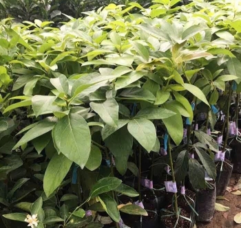 Lâm Đồng: Xử phạt cơ sở kinh doanh giống cây ăn quả không rõ nguồn gốc