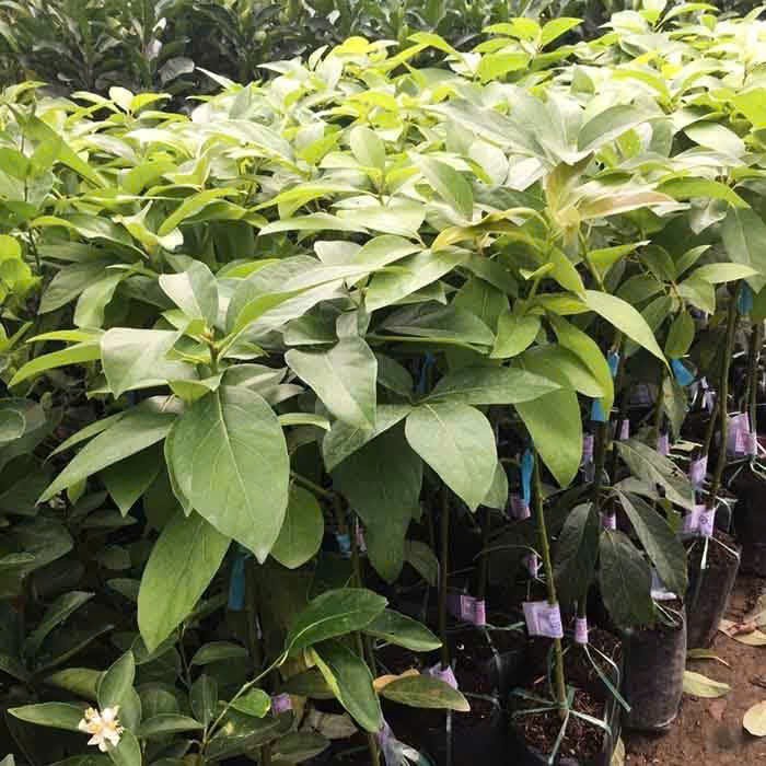 Lâm Đồng: Xử phạt cơ sở kinh doanh giống cây ăn quả không rõ nguồn gốc