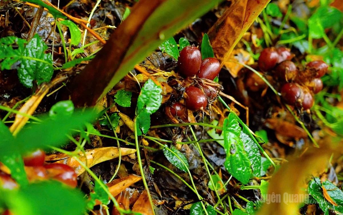 Đánh thức tiềm năng dưới tán rừng