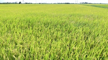 Hưng Yên biến biến đổi khí hậu thành động lực phát triển xanh