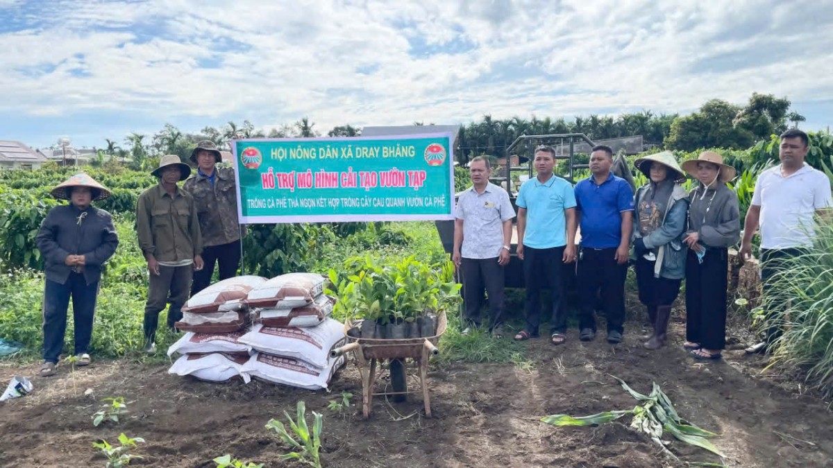 Dray Bhăng ra mắt mô hình“cải tạo vườn tạp” kỹ thuật trồng cà phê thả ngọn