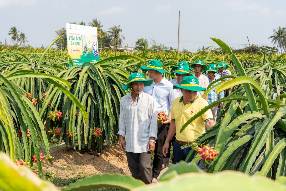 Phân Bón Cà Mau: Điểm tựa cho một mùa vụ vững tin hơn