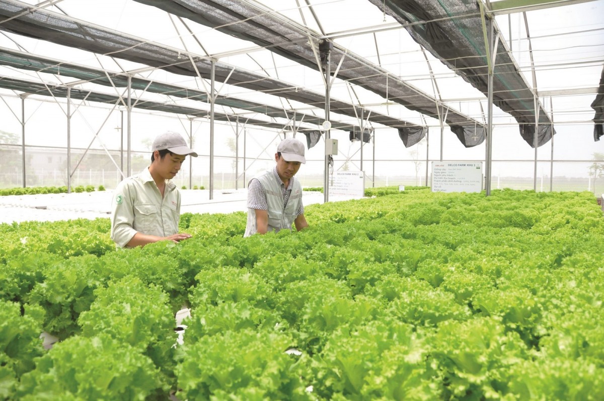 Các dự án đầu tư trong khu nông nghiệp ứng dụng công nghệ cao được hưởng nhiều chính sách ưu đãi, hỗ trợ về nghiên cứu, chuyển giao công nghệ, đào tạo nhân lực, sở hữu trí tuệ và thương mại hóa sản phẩm.