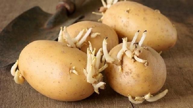 Mẹo bảo quản khoai tây không mọc mầm, tươi lâu, giữ nguyên dinh dưỡng