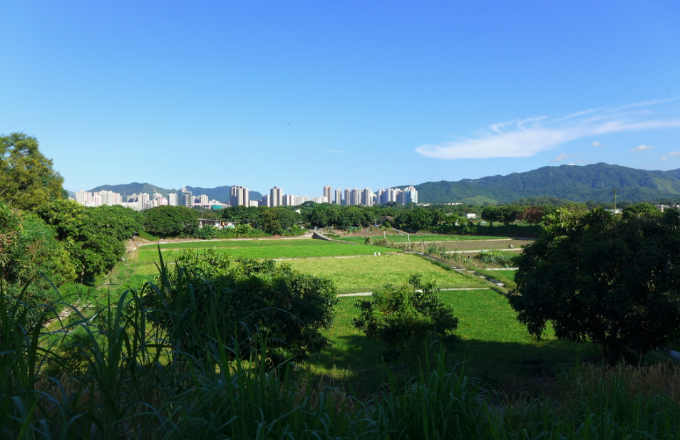 Hong Kong đối mặt với bài toán  bảo tồn đất nông nghiệp