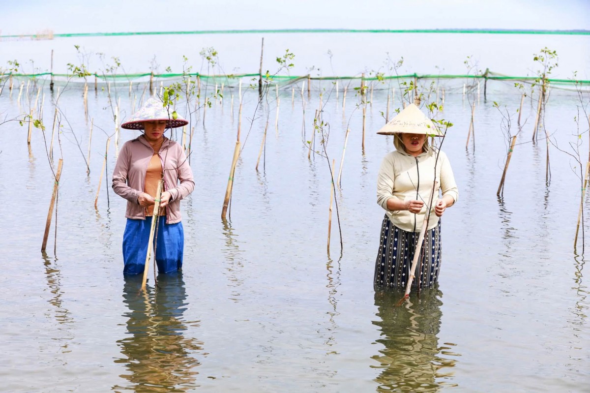 cố định bằng cọc tre