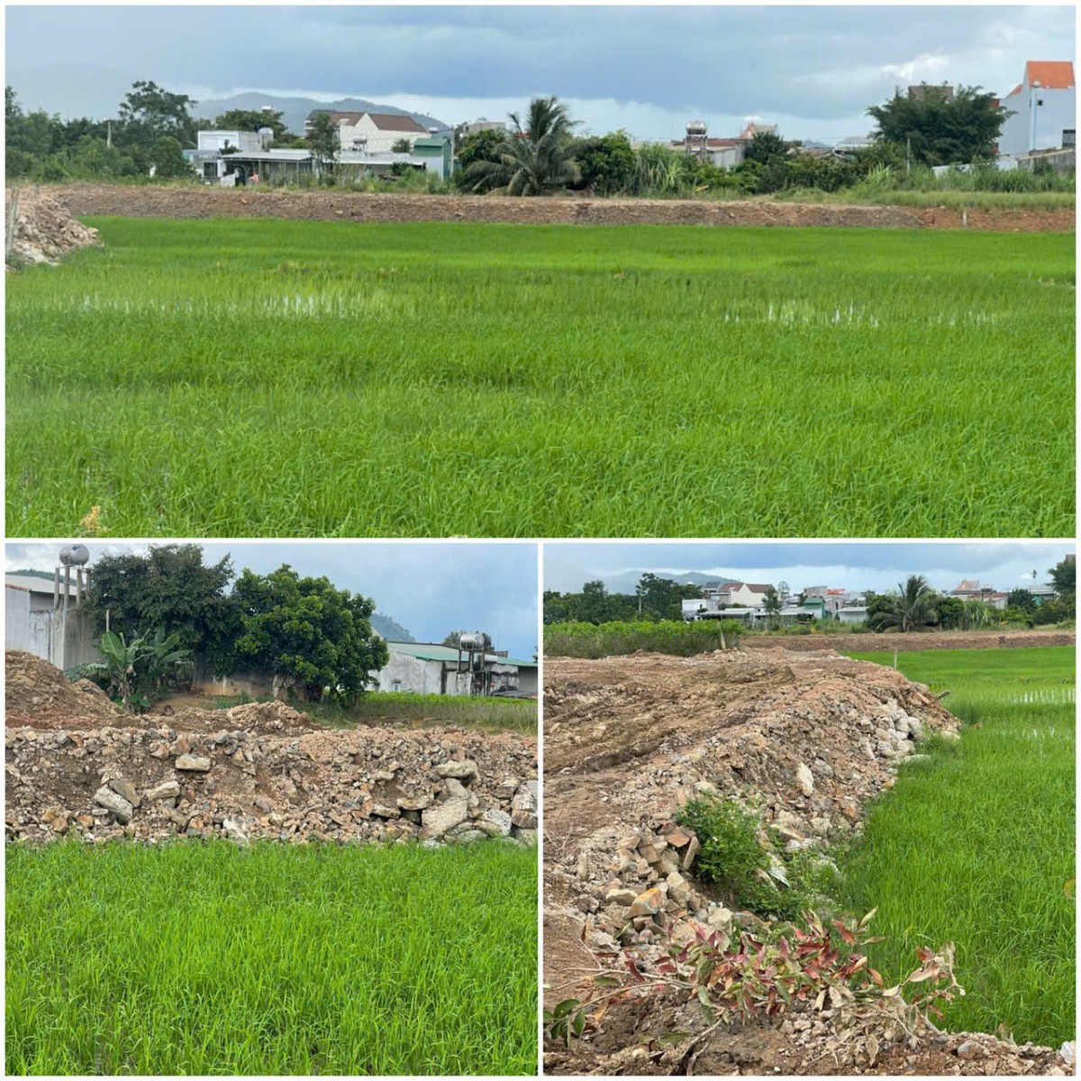 UBND tỉnh Lâm Đồng chỉ đạo kiểm tra thông tin phản ánh về thực trạng quản lý đất lúa bị san lấp tại xã Đam Rông 3