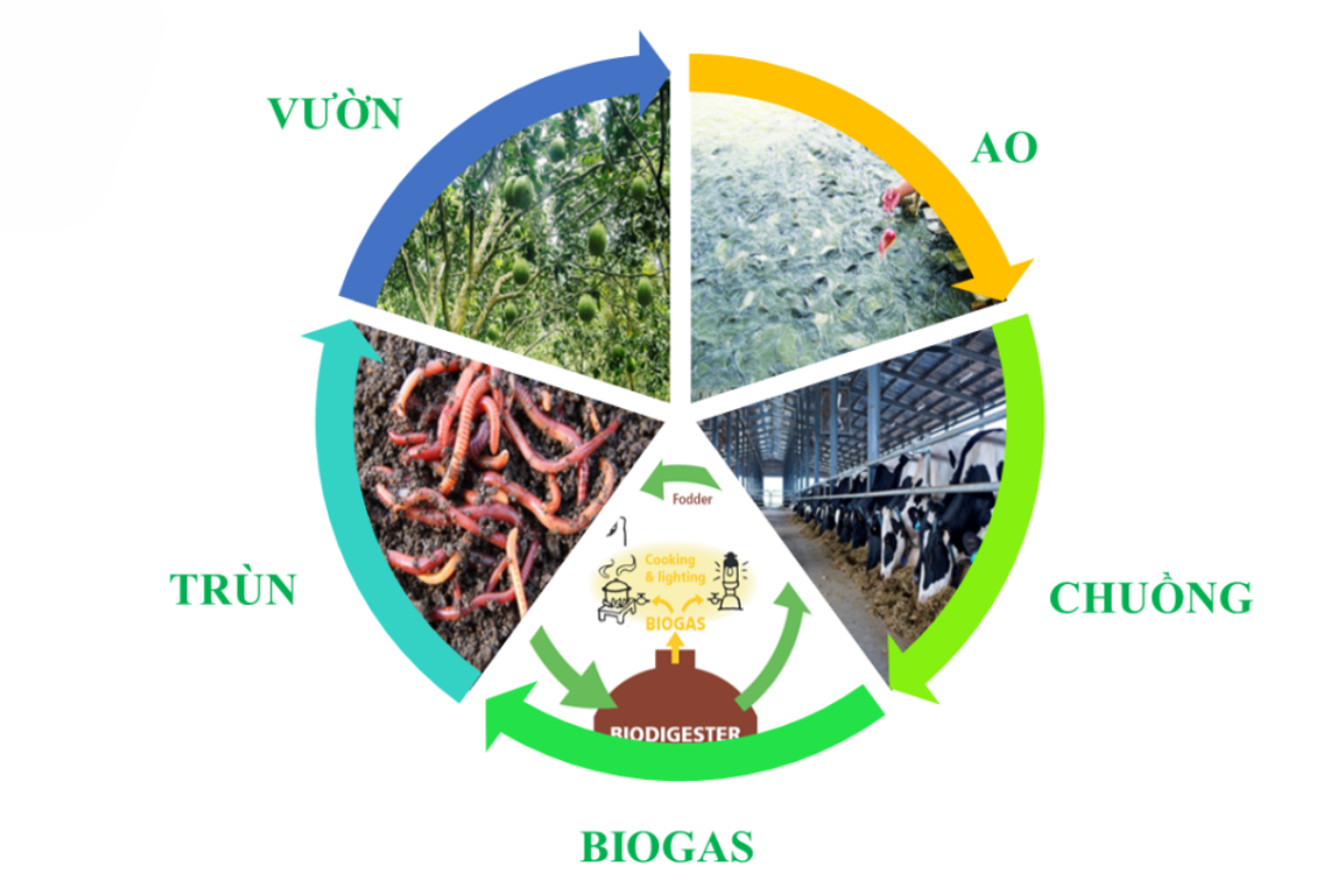 Từ nông nghiệp truyền thống sang nông nghiệp tuần hoàn: Thực trạng, thách thức và giải pháp