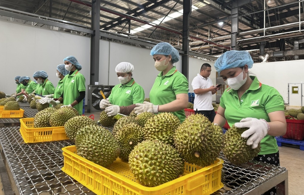 Đẩy nhanh thời gian cấp mã số vùng trồng, tạo thuận lợi cho xuất khẩu nông sản