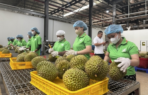 Đẩy nhanh thời gian cấp mã số vùng trồng, tạo thuận lợi cho xuất khẩu nông sản