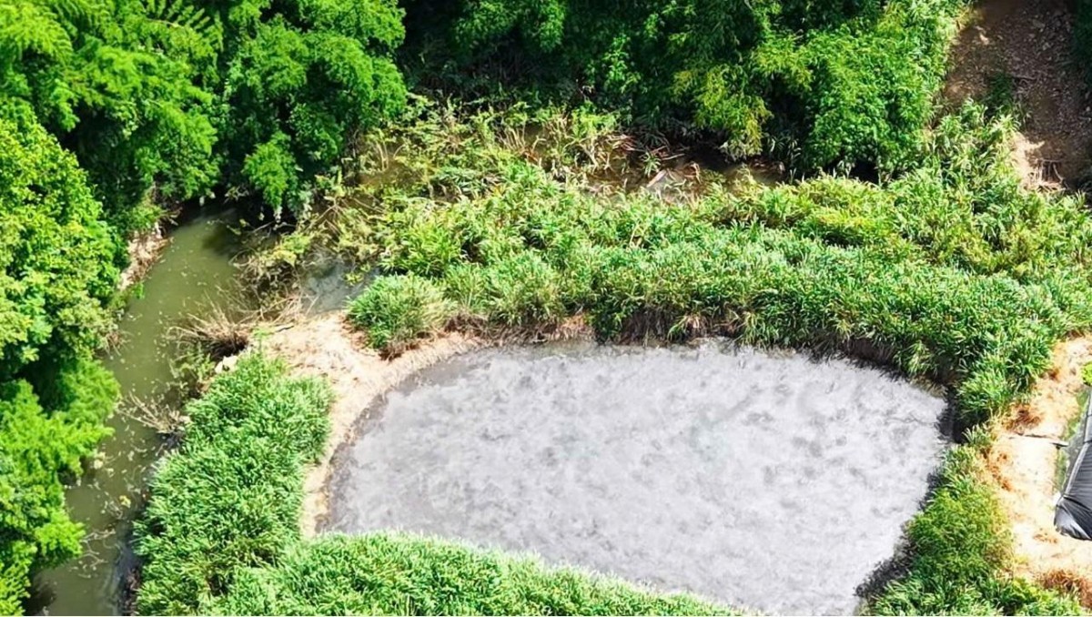 Trại chăn nuôi Long Nhân bị phạt 160 triệu đồng vì xả nước thải vượt quy chuẩn