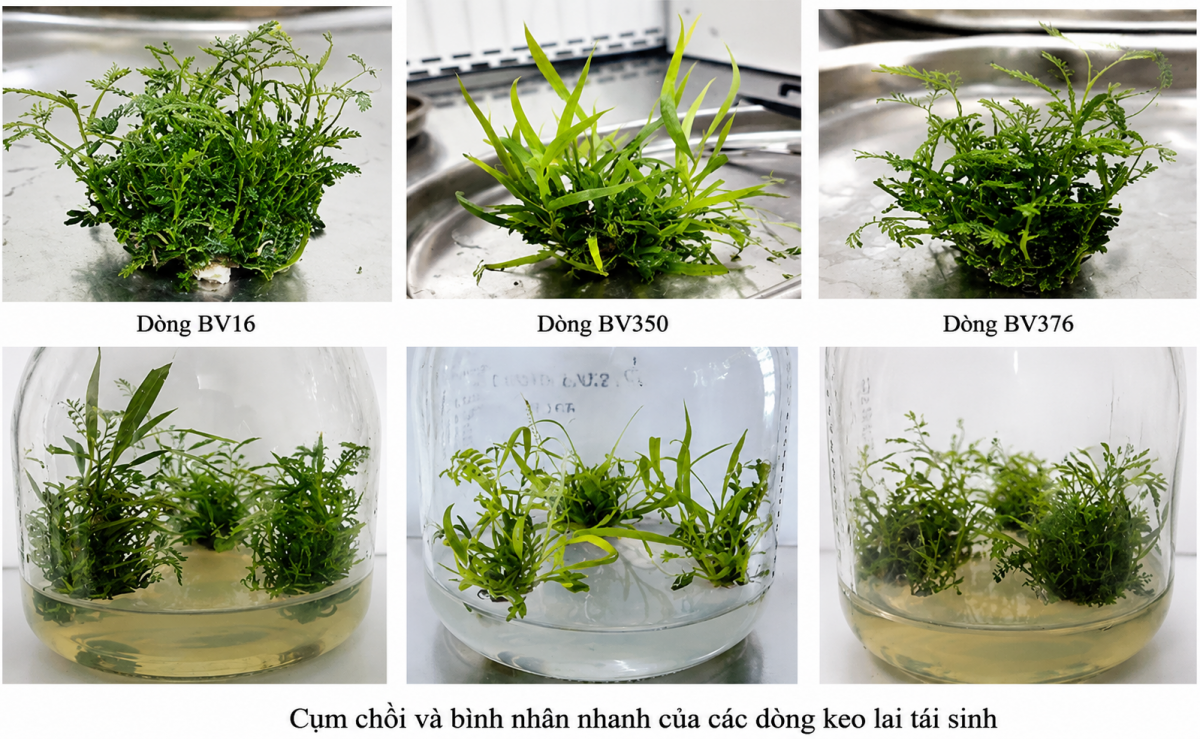 Đánh giá ảnh hưởng của tái sinh qua mô sẹo đến sinh trưởng và hình thái ở một số dòng Keo lai - Cổng thông tin điện tử Cục Thông tin, Thống kê
