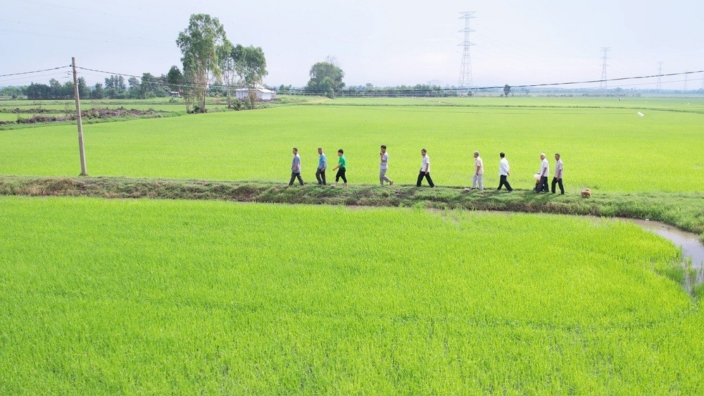 Cây lúa khỏe nhờ đất được 