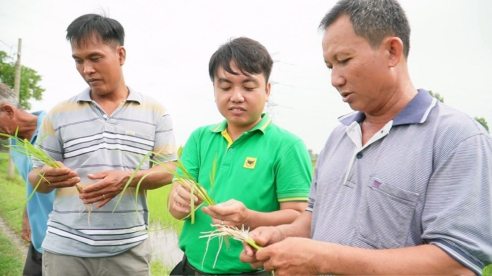 Cây lúa khỏe nhờ đất được 
