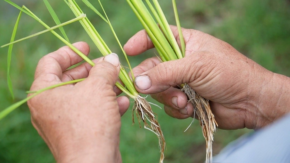 Cây lúa khỏe nhờ đất được 