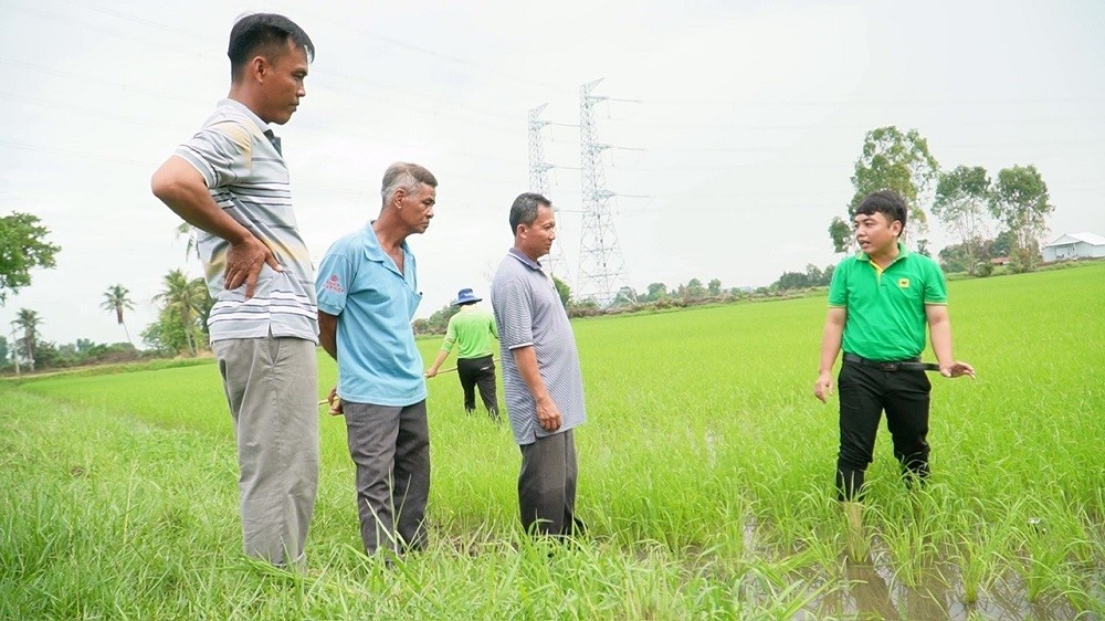 Cây lúa khỏe nhờ đất được 