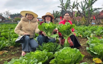 Tăng cường quản lý mã số vùng trồng, cơ sở đóng gói nâng cao năng lực cạnh tranh nông sản