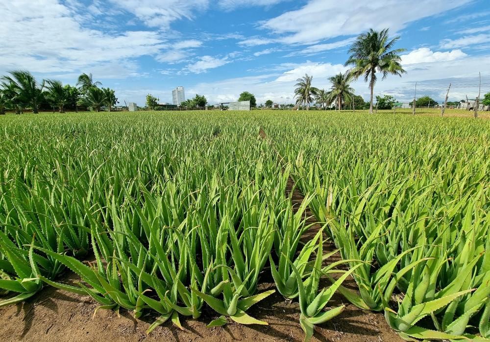 Từ cây trồng vùng hạn đến sản phẩm vươn ra thế giới