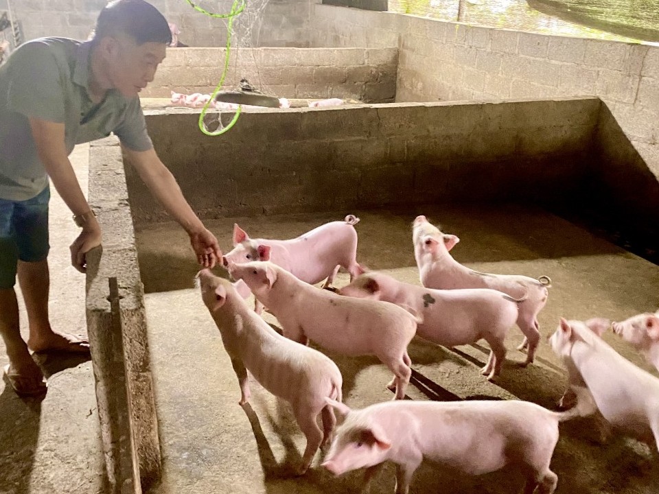 Vợ chồng người cựu chiến binh thu hàng trăm triệu đồng từ chăn nuôi lợn