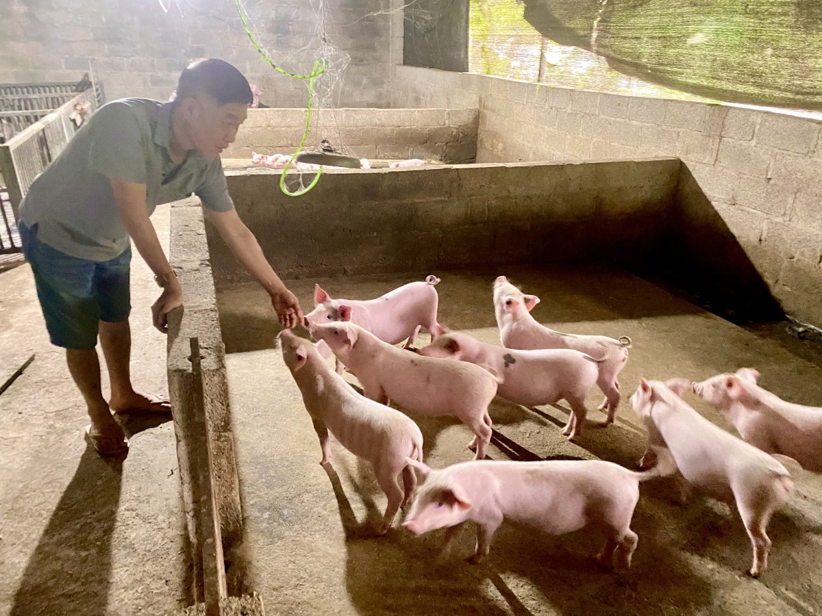 Vợ chồng người cựu chiến binh thu hàng trăm triệu đồng từ chăn nuôi lợn