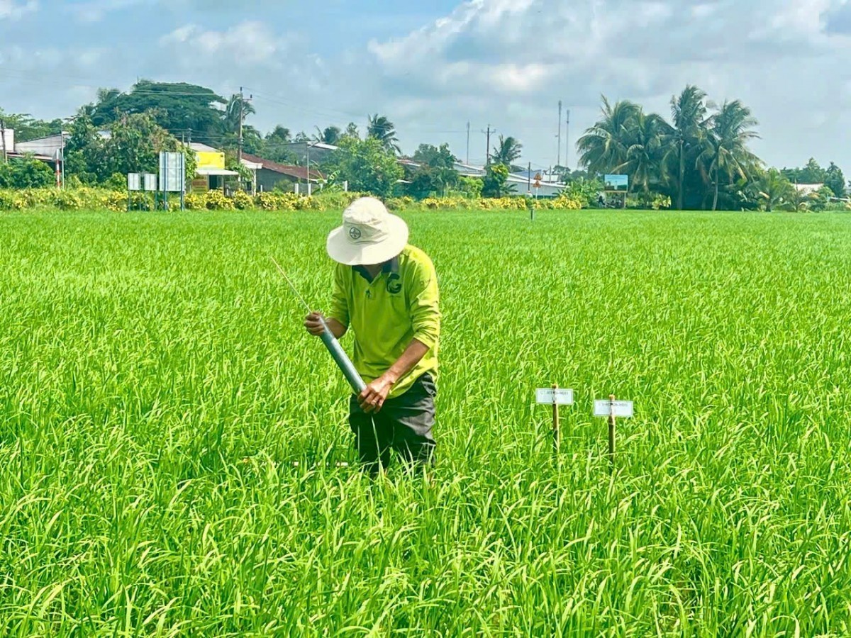 Cần Thơ thúc đẩy canh tác lúa thông minh, hướng đến giảm phát thải