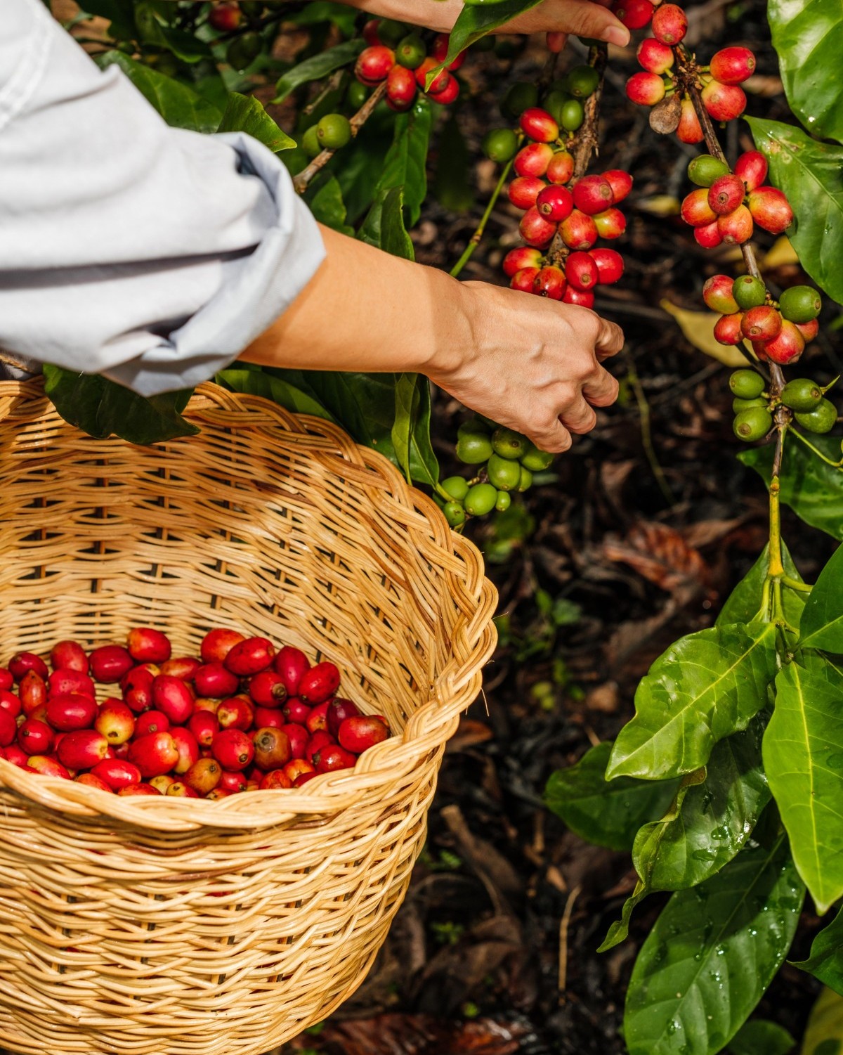 FAO kêu gọi cải tổ chuỗi giá trị để ổn định giá cà phê, ca cao và trà