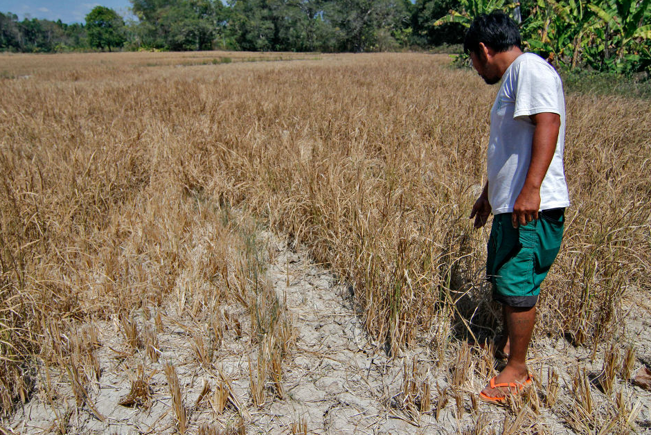 Siêu El Nino đe dọa sản lượng lúa Philippines, nguy cơ giảm tới 30%
