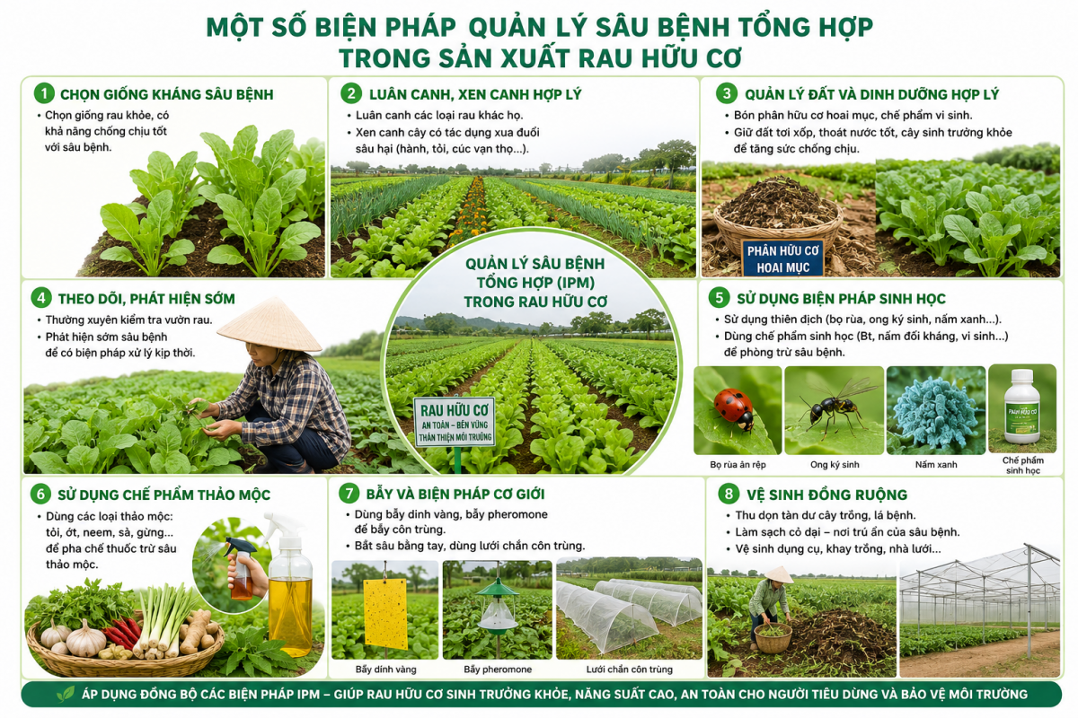 Một số biện pháp quản lý sâu bệnh tổng hợp trong sản xuất rau hữu cơ