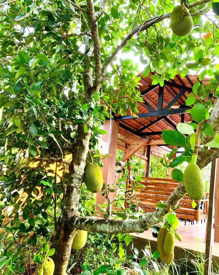 Cải tạo vườn tạp - màu xanh bắt đầu từ mỗi mái nhà