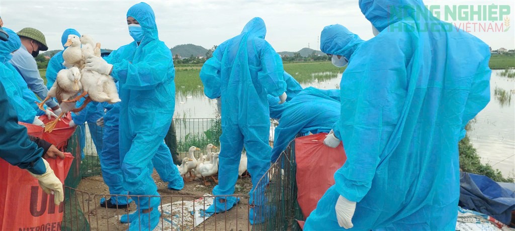 Nghệ An khẩn trương dập dịch H5N1, tiêu hủy gần 18.000 con gia cầm