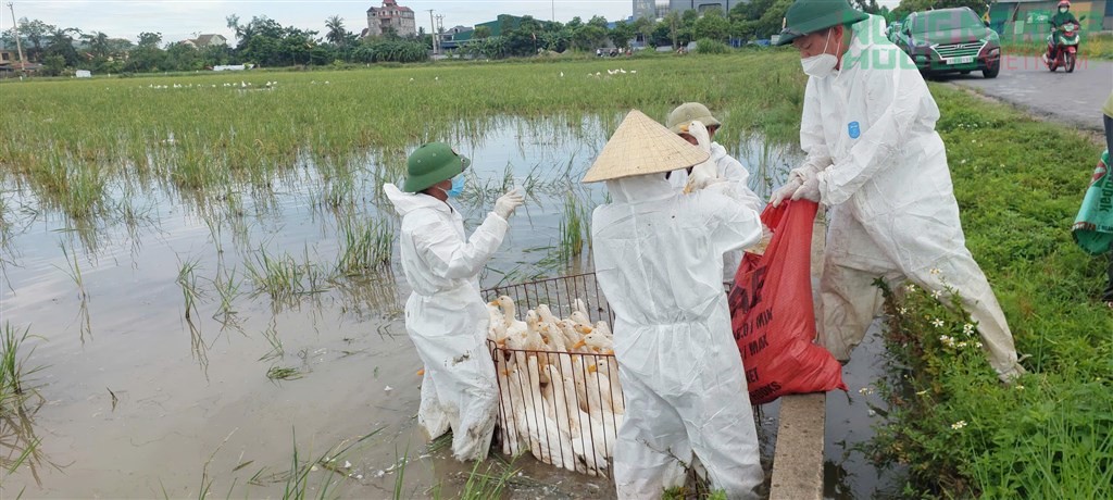 Nghệ An khẩn trương dập dịch H5N1, tiêu hủy gần 18.000 con gia cầm