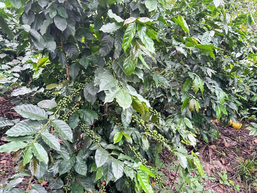 Điện Biên: Xã Na Sang 