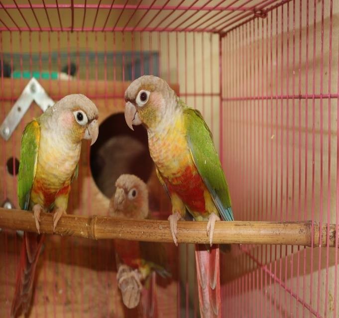 Tây Ninh: Khởi tố vụ án liên quan nuôi, mua bán động vật hoang dã trái pháp luật