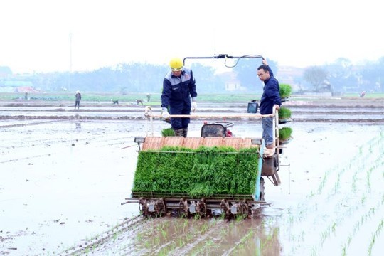 Nông dân xã Tây Tiền Hải gieo cấy đạt 90% diện tích lúa mùa
