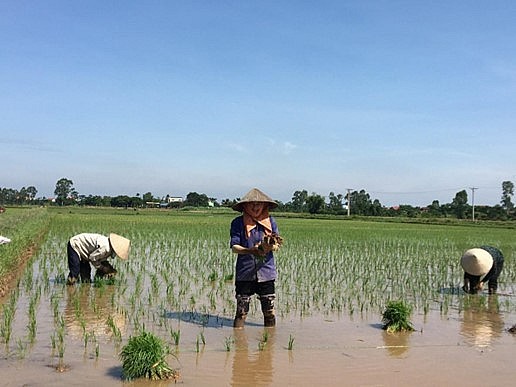 Tính đến hết ngày 20/7/2026, nông dân xã Tây Tiền Hải đã gieo cấy được khoảng 90% tổng diện tích lúa mùa. Với sự chuẩn bị chu đáo về vật tư, máy móc và sự chỉ đạo sát sao của chính quyền địa phương, bà con đang tập trung dồn lực hoàn thành 100% diện tích