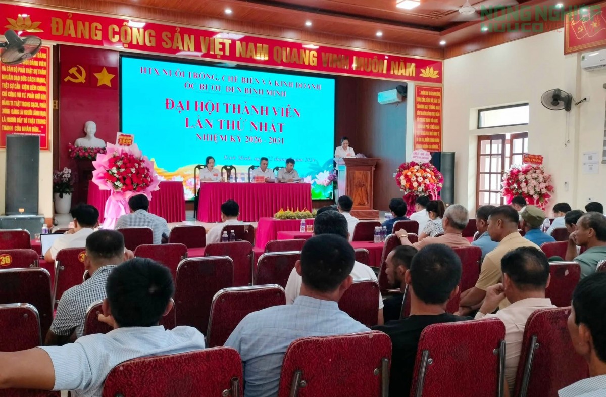 Nghệ An: Thành lập HTX nuôi trồng, chế biến và kinh doanh Ốc bươu đen Bình Minh