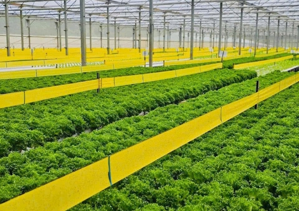 Lâm Đồng đề xuất tôn vinh các điển hình tiên tiến phát triển Nông nghiệp hữu cơ lần thứ III năm 2026