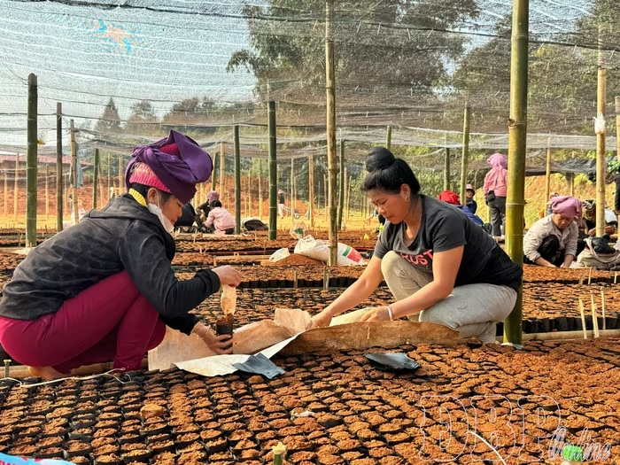 Đánh thức tiềm năng cà phê, mắc ca
