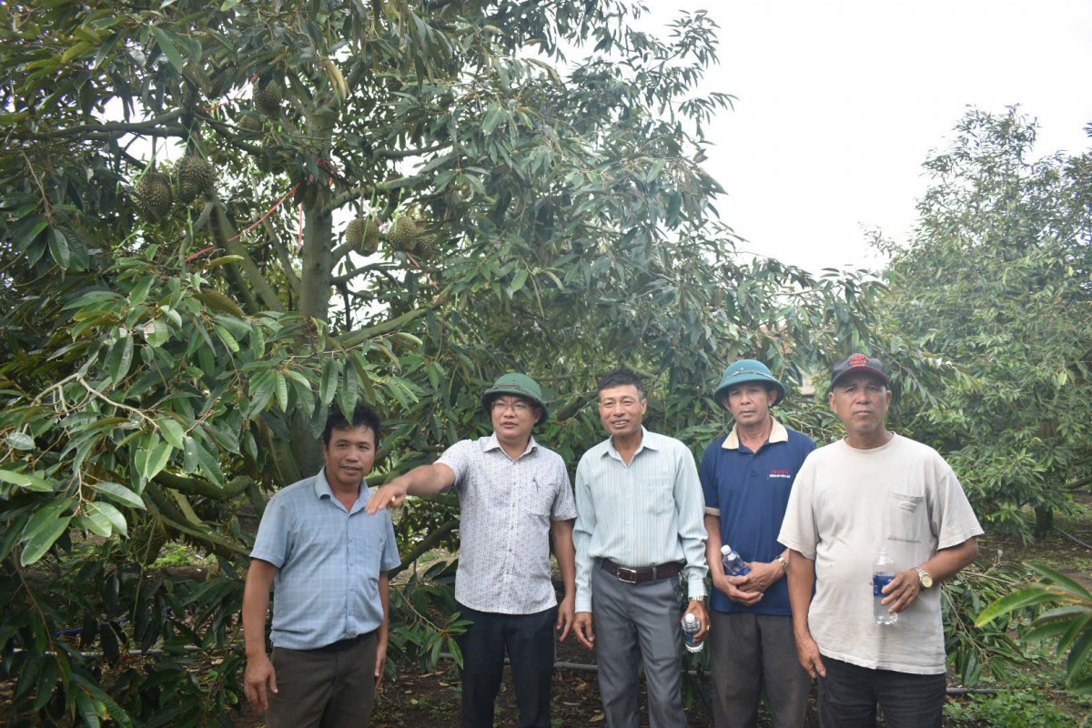Hướng đi mới từ mô hình nông nghiệp hữu cơ cho cây sầu riêng, cà phê