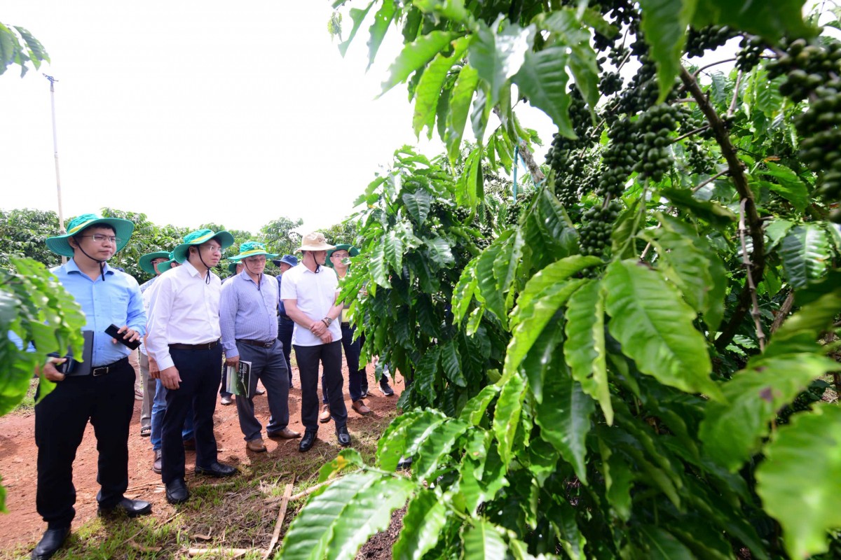 Phân Bón Cà Mau nâng tầm giá trị mới cho cà phê Robusta Việt