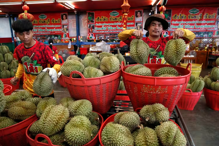 Trung Quốc tăng mạnh nhập khẩu sầu riêng, nguồn cung dư thừa gây áp lực lên nhà vườn Đông Nam Á