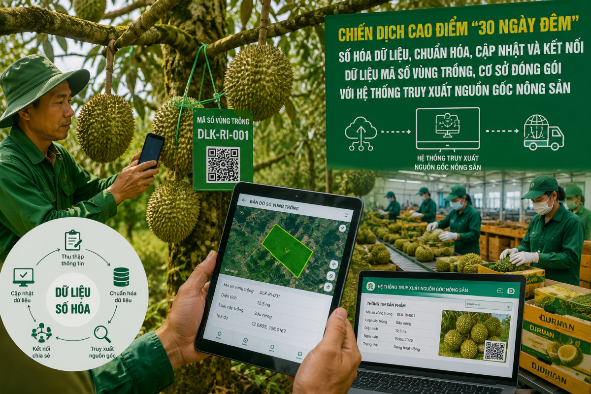 Đắk Lắk triển khai chiến dịch cao điểm “30 ngày đêm” số hóa dữ liệu vùng trồng sầu riêng