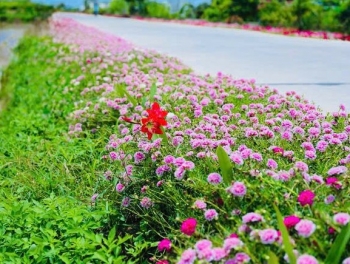 Xã Di Linh triển khai chiến dịch “Người người trồng hoa, nhà nhà trồng hoa, cây xanh”