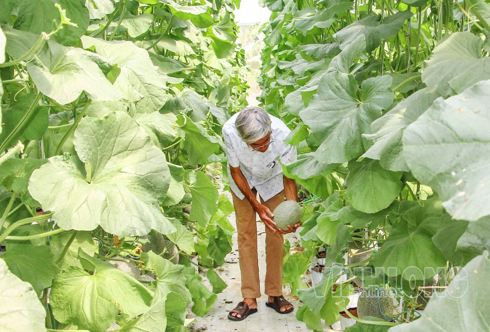 Hơn 85,6 ngàn ha sản xuất hữu cơ, công nghệ cao