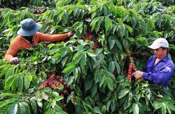 Diện tích sản xuất nông nghiệp hữu cơ ở Lâm Đồng đạt hơn 2 nghìn héc-ta