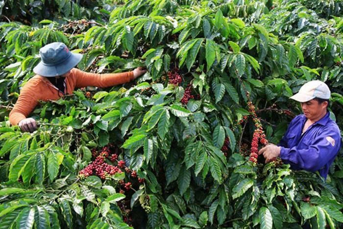 Lâm Đồng: Hỗ trợ nông dân phát triển sản xuất trồng trọt tại xã Thuận An